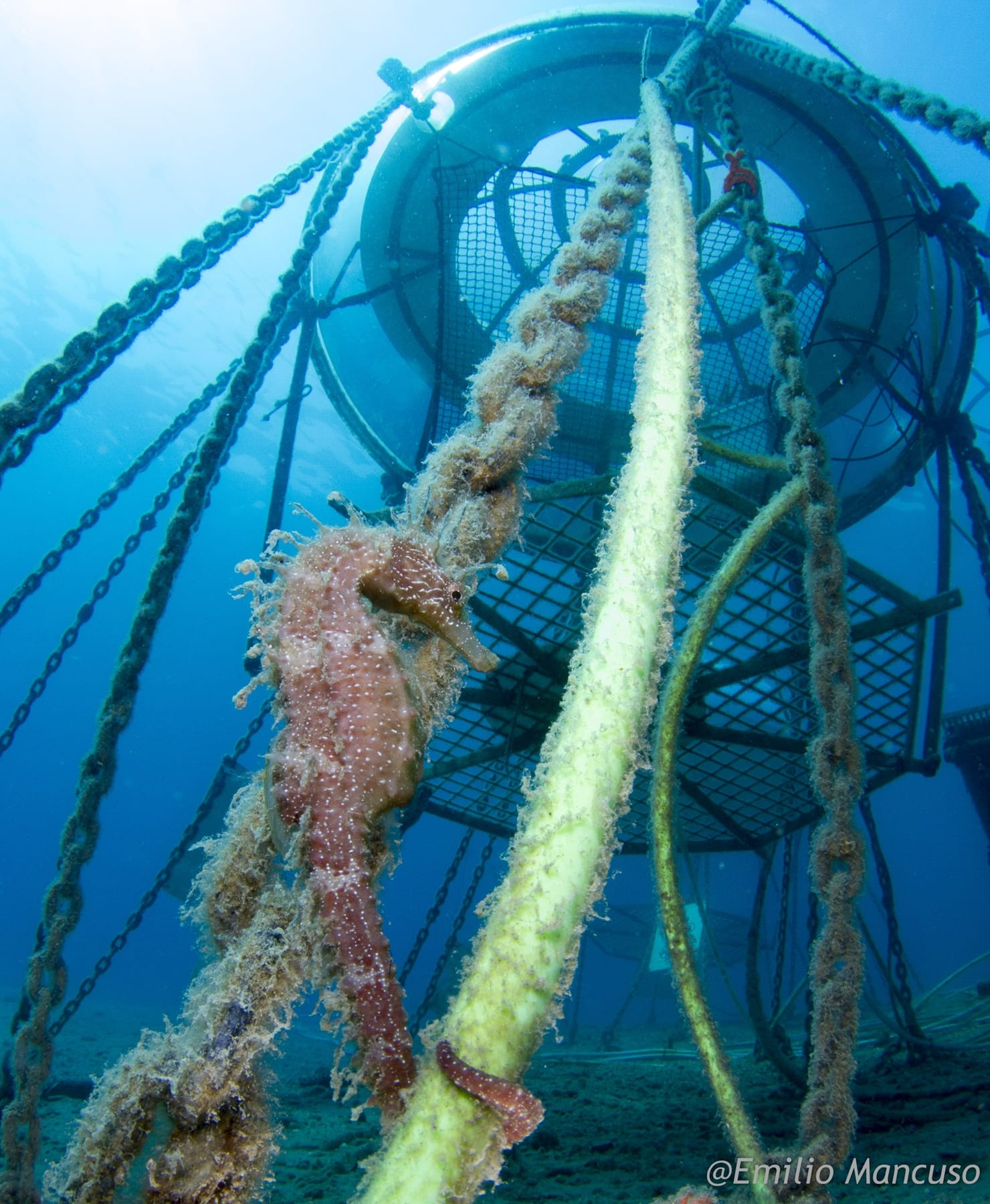 Divenjoy - la nostra rubrica di biologia marina