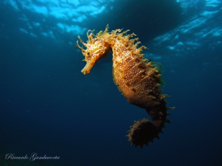 Capo Noli immersioni